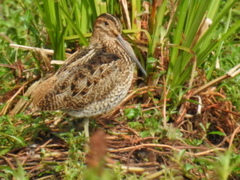 Gallinago nobilis