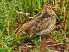 Gallinago nobilis