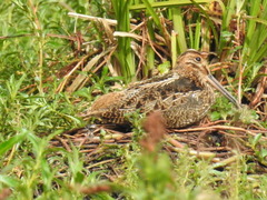 Gallinago nobilis