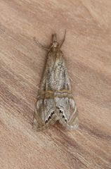 Euchromius californicalis