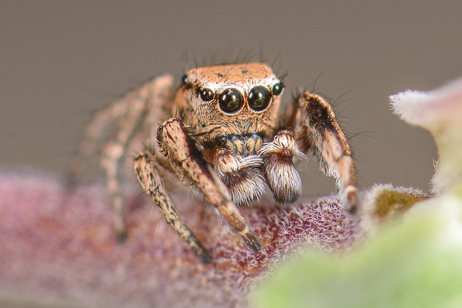 Habronattus tranquillus