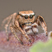 Habronattus tranquillus - Photo (c) Marshal Hedin, some rights reserved (CC BY-NC-SA), uploaded by Marshal Hedin
