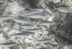 Pseudocaranx cheilio