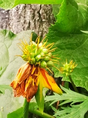 Trollius riederianus
