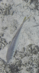 Pseudocaranx cheilio