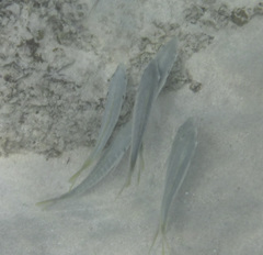 Pseudocaranx cheilio
