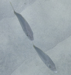 Pseudocaranx cheilio