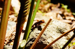 Sceloporus siniferus