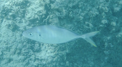 Pseudocaranx cheilio