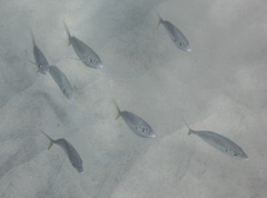 Pseudocaranx cheilio