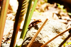 Sceloporus siniferus