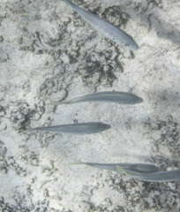 Pseudocaranx cheilio