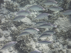 Pseudocaranx cheilio