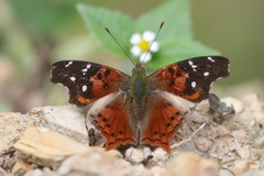 Hypanartia kefersteini