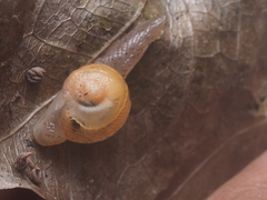 Helicarionidae
