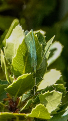 Chrysopa coloradensis