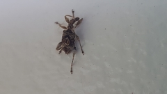 Stephanorhynchus curvipes