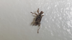 Stephanorhynchus curvipes