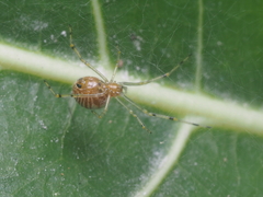 Theridion zonulatum