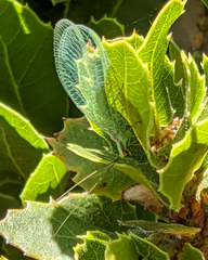 Chrysopa coloradensis