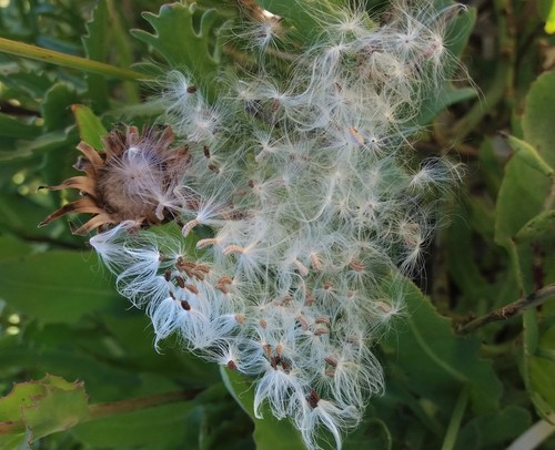 False Sow-thistle