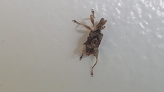 Stephanorhynchus curvipes