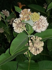 Asclepias syriaca