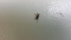 Stephanorhynchus curvipes