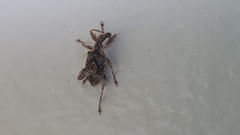 Stephanorhynchus curvipes