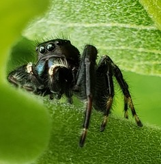 Phidippus clarus