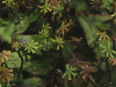 Marchantia treubii