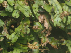 Marchantia treubii