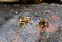 Micrixalus niluvasei