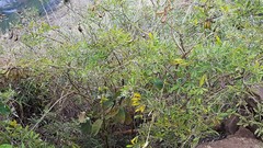 Crotalaria grahamiana