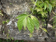 Elatostema