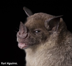 Phyllostomus discolor