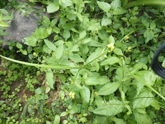 Rorippa indica