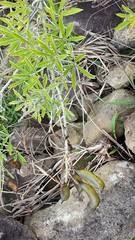 Crotalaria grahamiana