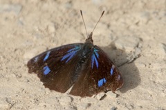 Orophila