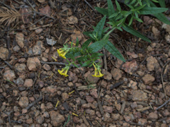 Lithospermum multiflorum