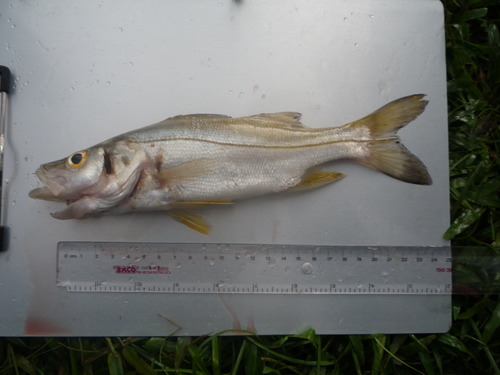 Humpback snook (Centropomus unionensis) — Centropomidae — 3