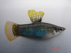 Poecilia orri