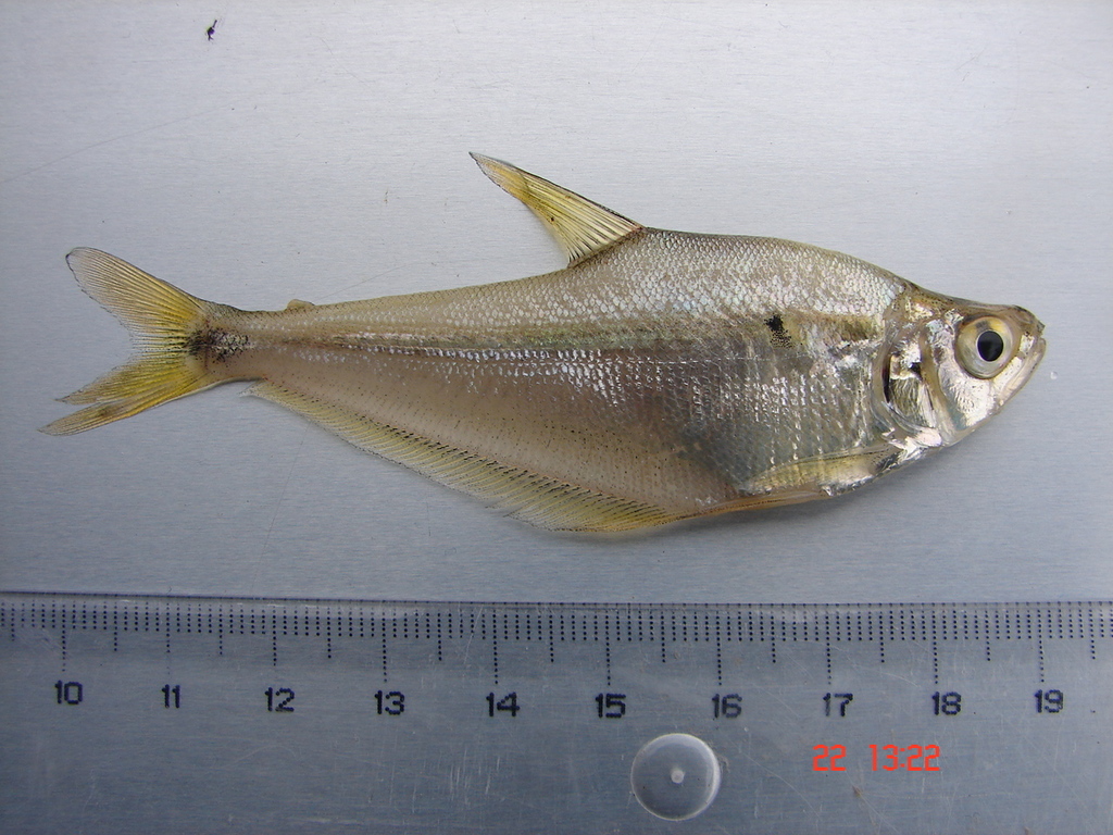 Crystal Tetra