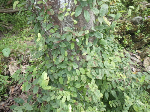 Ficus recurva observed 2020-07-04