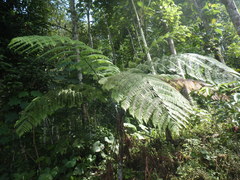 Sphaeropteris glauca