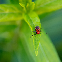 Tetraopes melanurus