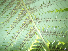 Sphaeropteris glauca