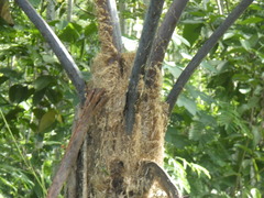 Sphaeropteris glauca