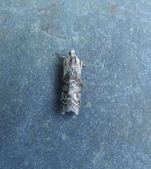 Sciota subcaesiella