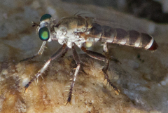 Psilocurus nudiusculus